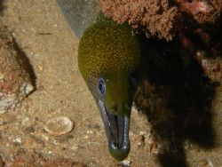 Maui, HI image was taken on a night dive by Garry Rogers 